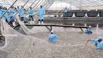 Xây dựng chuỗi giá trị để đẩy mạnh xuất khẩu tôm