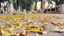 Đời lá vàng...