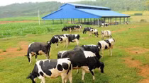 Vinamilk dần tự chủ nguồn nguyên liệu cho sản xuất sữa