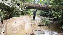  Lời thì thào của mỗi tàng cây