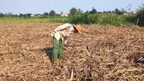 Cây mía Quảng Ngãi đã quá kì thu hoạch