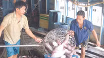 Đồng bằng sông Cửu Long: Giá cá tra tăng, nông dân phấn khởi
