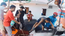Niềm vui ngày đầu năm mới từ những ngôi làng biển miền Trung