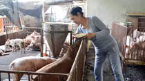 Tết buồn của người nuôi heo ở Đồng Nai