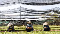 Nghề lạc quan và phóng khoáng