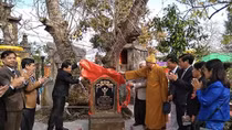 Thêm ba cây cổ thụ ở Hải Phòng được vinh danh Cây Di sản Việt Nam