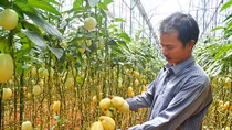Trang trại nông nghiệp công nghệ cao triệu đô giữa rừng