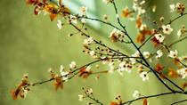 Góc biển tuổi thơ