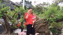 Mơ xanh