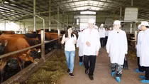 Sữa Cô gái Hà Lan vinh dự đón tiếp Thứ trưởng Hà Lan đến thăm dự án phát triển vùng chăn nuôi bò sữa bền vững tại tỉnh Hà Nam
