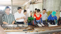 Nhiều DN chế biến điều không đạt chuẩn