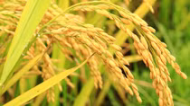 Bóng cha trên cánh đồng mãi mãi