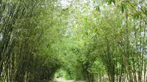 Nhớ Tre