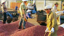 Nâng cao giá trị xuất khẩu cà phê Việt Nam