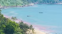 “Vệt nước màu đỏ” tại bán đảo Sơn Trà chỉ là ấu trùng ruốc