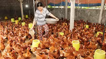 Tết Đinh Dậu sẽ dồi dào thực phẩm