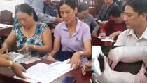 Kiên Giang chi tiền hỗ trợ cho các hộ bị dịch tả lợn châu Phi