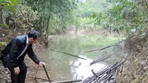 Nhiều nông dân điêu đứng khi hồ Tả Trạch tích nước