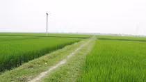 Con rái cá làng Nguyệt Lãng