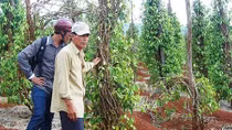 Chưa rõ mục đích thương nhân Trung Quốc mua rễ hồ tiêu