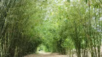 Nhà thơ Lê Quang Trang: Nghe sững sờ làn khói lá tre bay