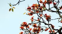 Còn trong thương nhớ
