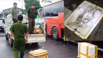 Tiêu hủy gần 1 tấn cá đông lạnh bốc mùi hôi thối