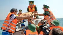 Thả một cá thể rùa biển về lại môi trường tự nhiên