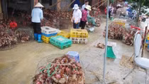 Chợ tự phát gây ô nhiễm môi trường