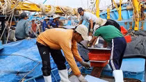 Ngư dân gặp khó khi Cửa Đại bị bồi lấp
