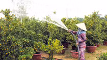 Quất Thanh Hà rộn ràng vào Tết