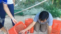 Thả 66 cá thể rùa con ấp nở tại đảo Cù Lao Chàm về biển