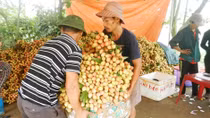 Xuất vải thiều đi châu Âu