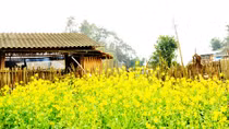 Hoa cải không thể cầm lòng