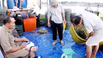 Hai người Trung Quốc thu mua hải sản trái phép ở Cà Mau