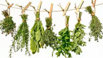 Giữa từ tâm thảo dược
