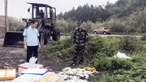 Vận chuyển một lượng lớn cá chim trắng và cá đối giống nhập lậu