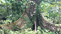 Đi bộ vào xanh thẳm