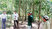 Người trồng rừng lo lắng vì thông tin thu hồi đất rừng