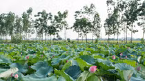 Hè về thương nhớ những đầm sen