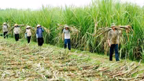 Ngành mía đường lao đao vì hàng nhập lậu