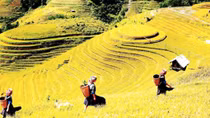 ‘Sóng vàng trên non’ tại Mù Cang Chải