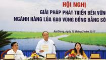 Cần một hoạch định chiến lược để hạt gạo mang lại giá trị cho nông dân