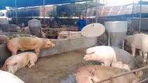 Lợn “sốt giá”, người chăn nuôi tự phát tăng đàn