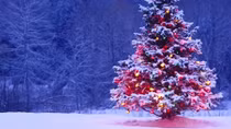 Những bí mật bất ngờ về cây thông Noel