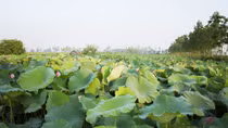 Bí ẩn rùa trắng