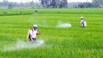 Thuốc bảo vệ thực vật ngoài luồng vẫn được phát hiện trong dân
