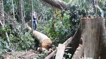 Khẩn trương điều tra vụ phá rừng phòng hộ A Lưới