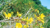 Huyền hoặc mai vàng Panduranga
