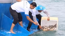 Phú Quốc thả ghẹ giống về biển